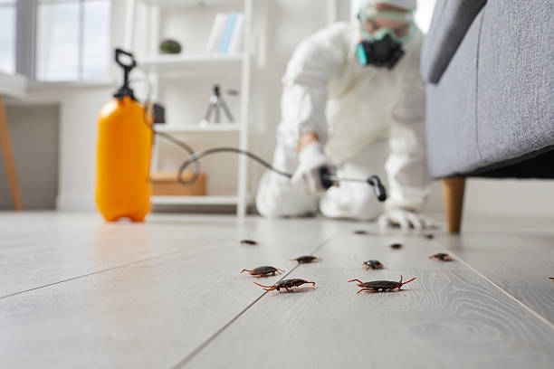 Commercial Kitchen Cockroach Control in Silver City